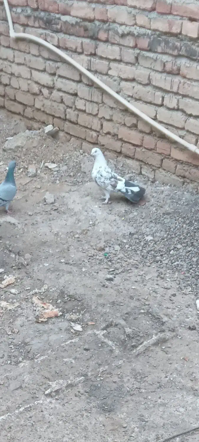 کبوتر گم شده|حیوانات|پارسآباد, |دیوار