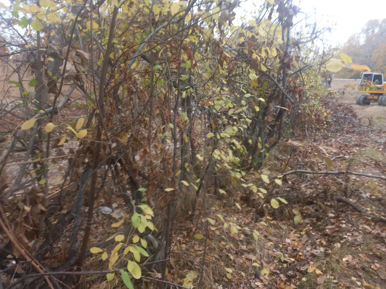 فروش قطعات ۱۰۰۰ متری باغ و زمین کشاورزی|فروش زمین و ملک کلنگی|نهاوند, |دیوار