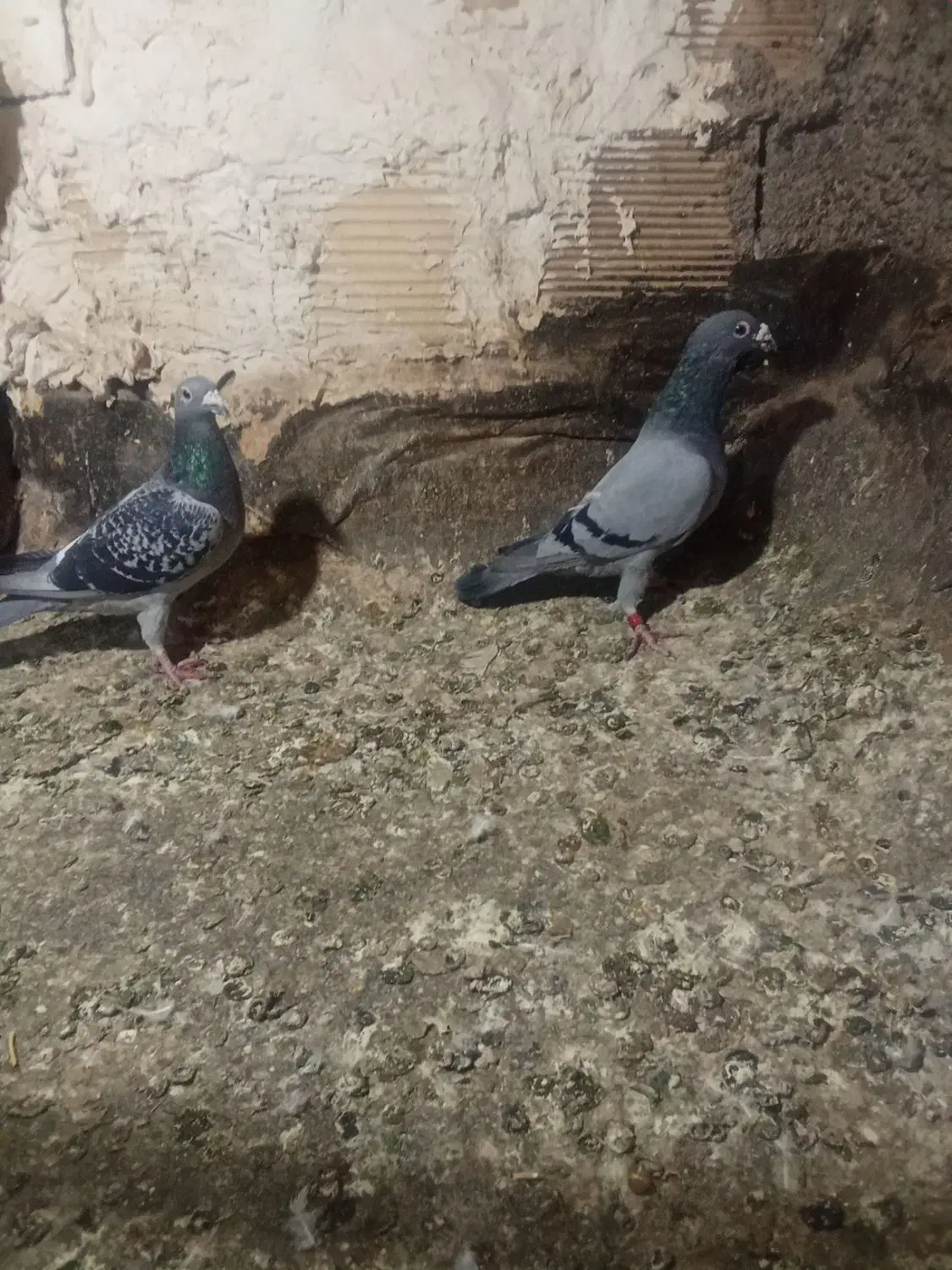 کفتر|پرنده|نیشابور, کوی حسینی|دیوار