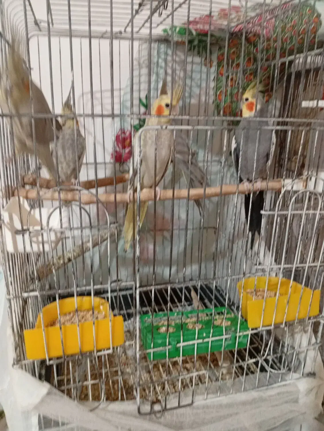 عروس هلندی|پرنده|فردوسیه, |دیوار