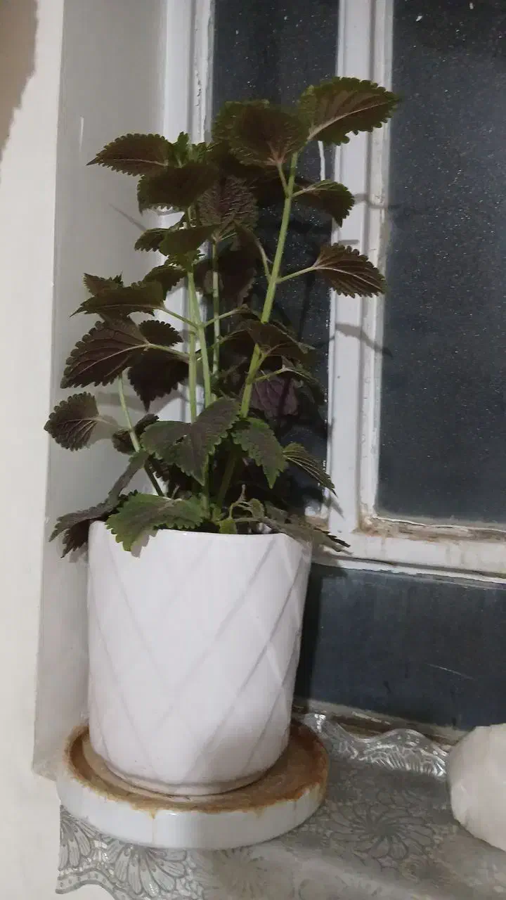 سلام|گل و گیاه طبیعی|یزد, |دیوار