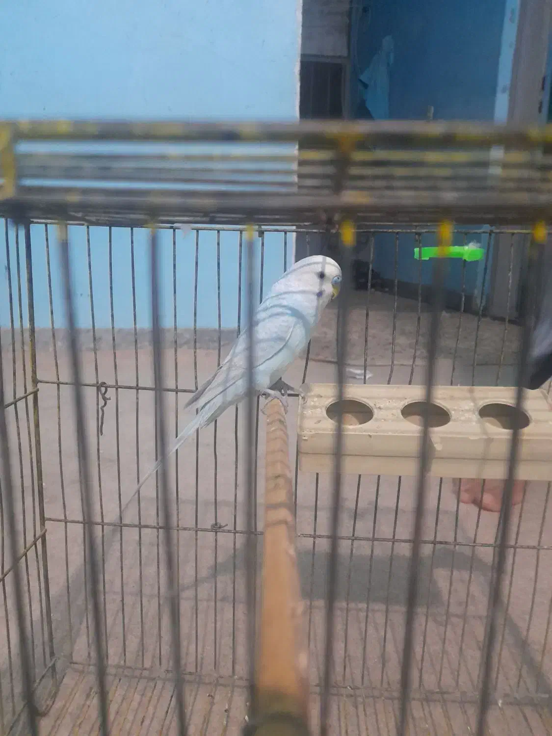 مرغ عشق اعددباقفس|پرنده|جیرفت, |دیوار