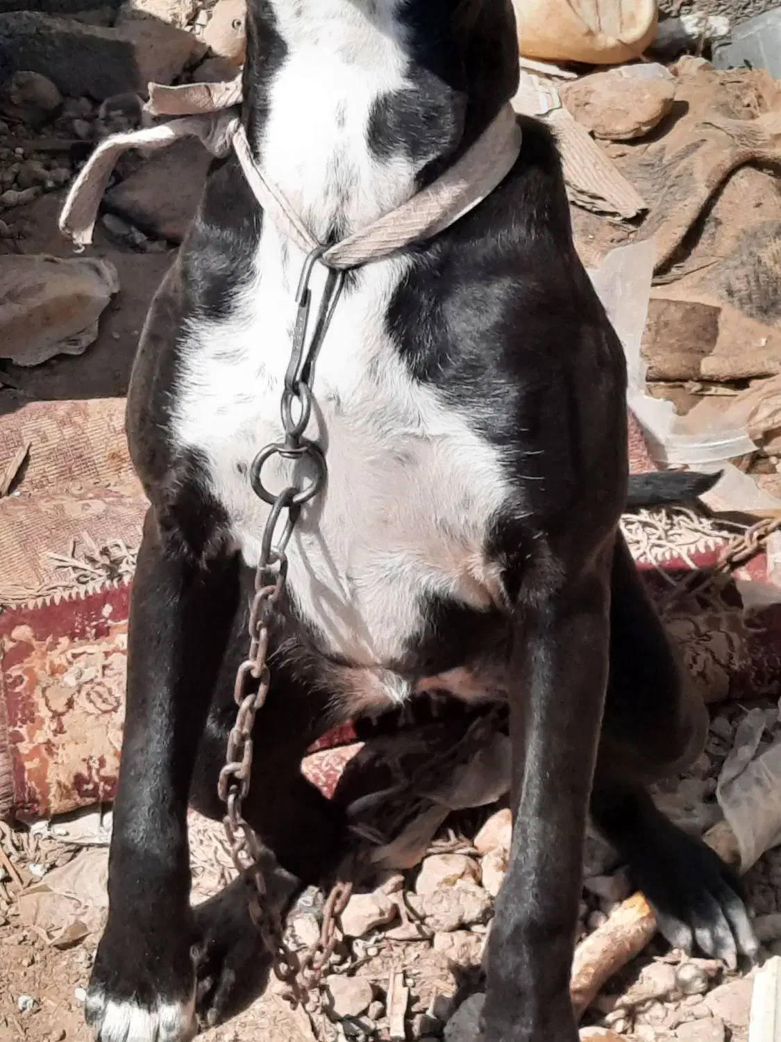 سگ پیتبول|سگ|جم, |دیوار