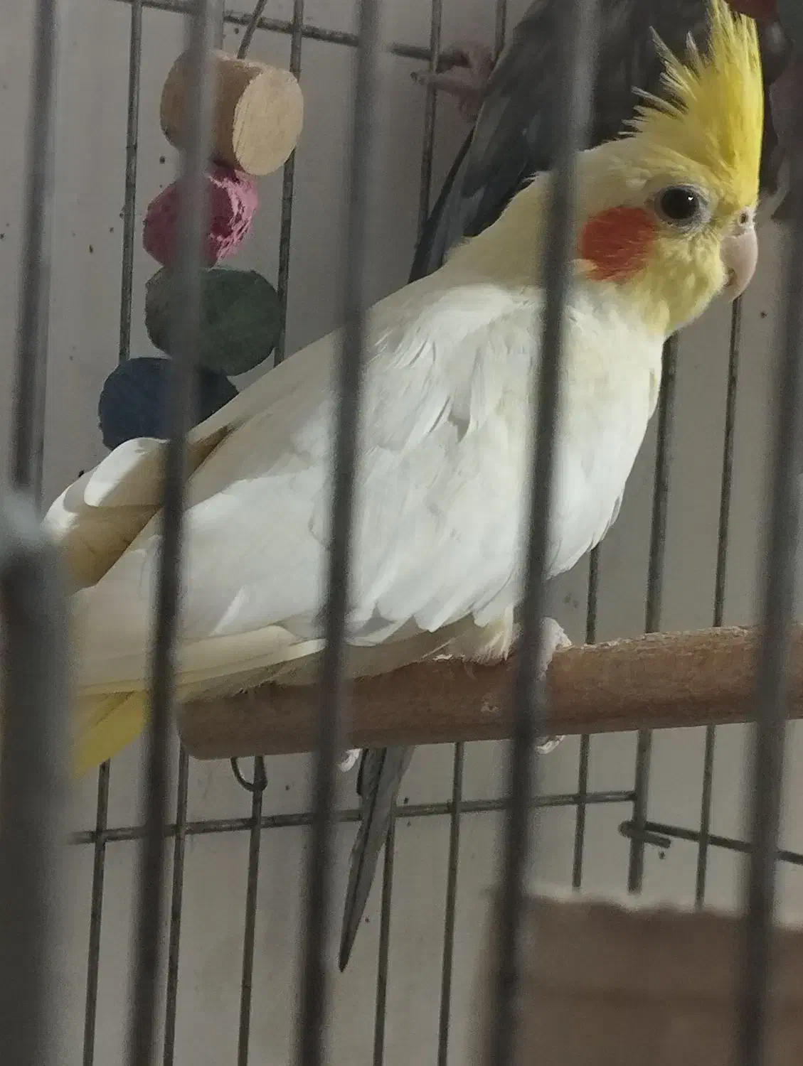 عروس هلندی ماده آماده|پرنده|ابهر, |دیوار