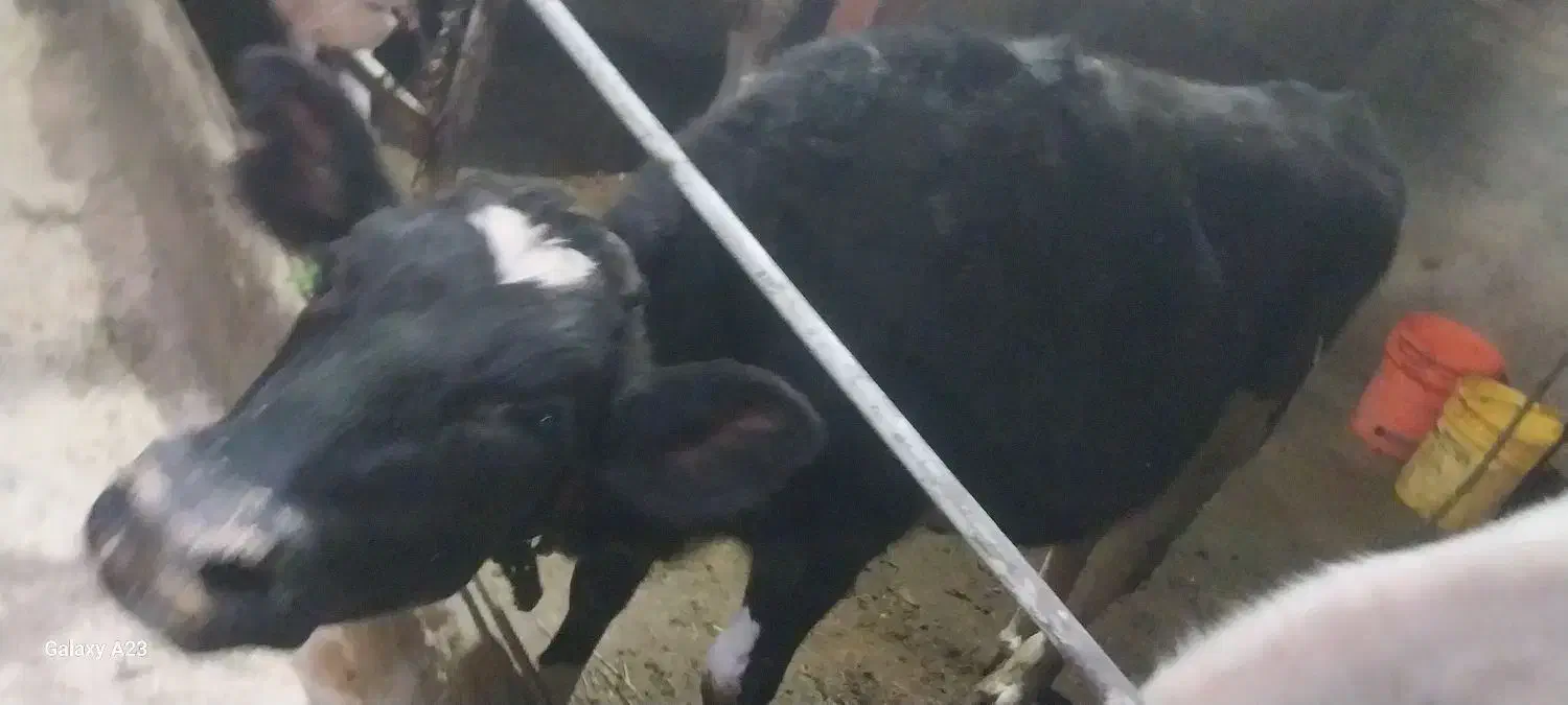 فروش ۲عدد گوساله|حیوانات مزرعه|قیدار, |دیوار