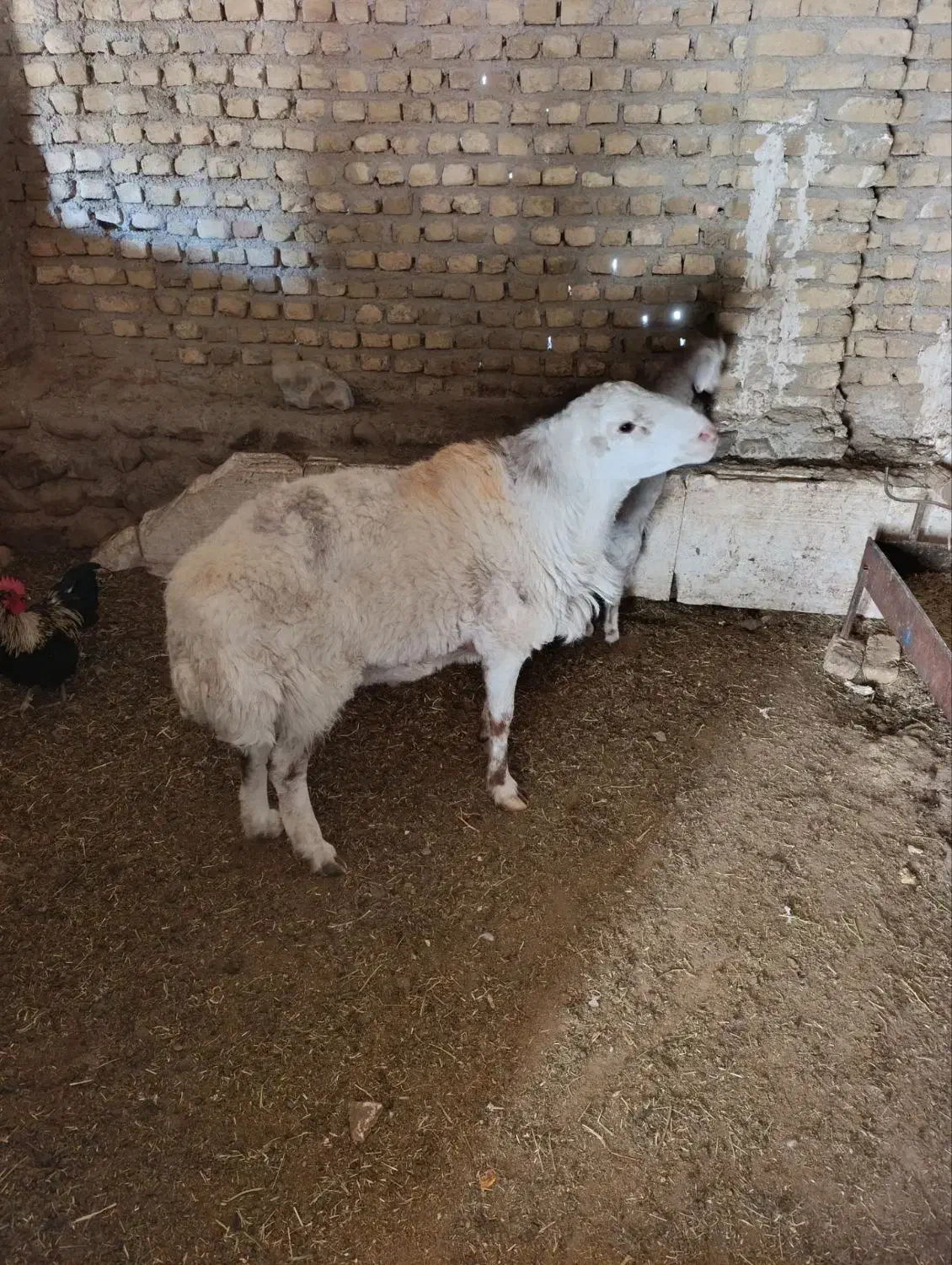 بره قوچ|حیوانات مزرعه|کدکن, |دیوار