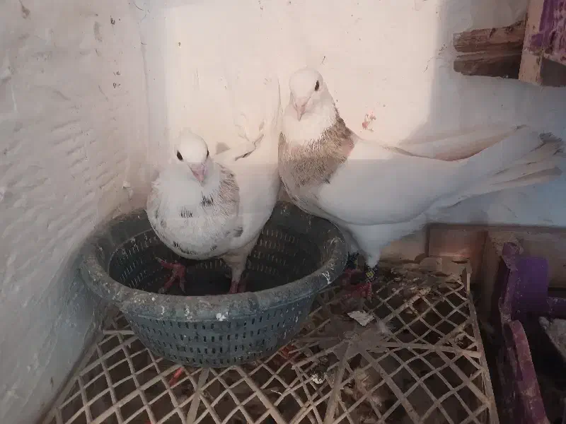 جفت آجری|پرنده|دره شهر, |دیوار