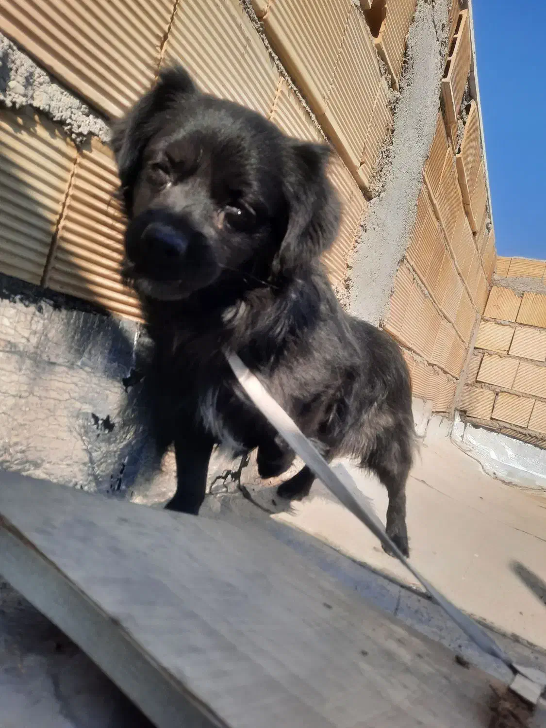 سگ پاکوتاه خانگی|سگ|تاکستان, |دیوار