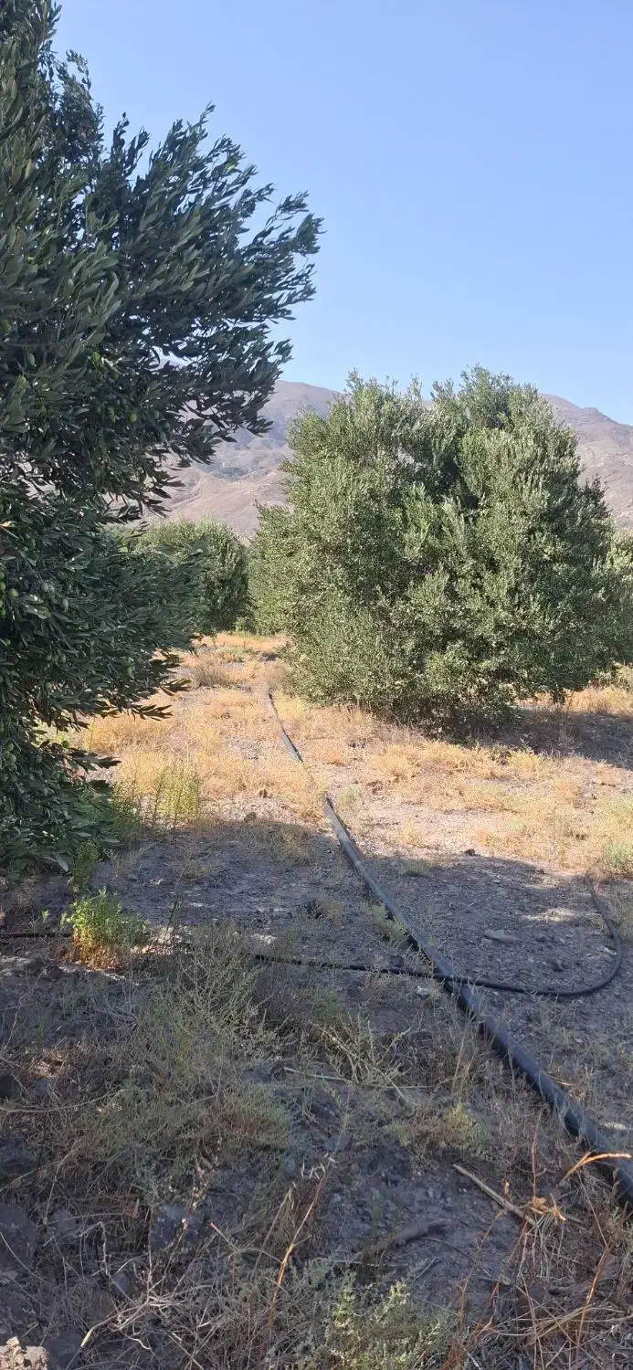 پخش زیتون عابد|خوردنی و آشامیدنی|منجیل, |دیوار