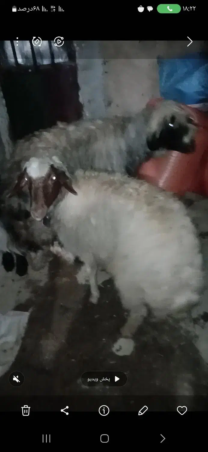 میش|حیوانات مزرعه|الیگودرز, |دیوار