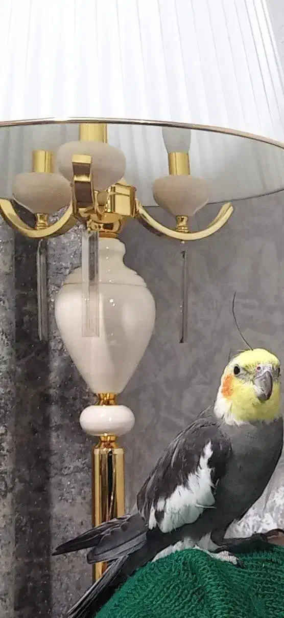 گمشده|حیوانات|ملایر, |دیوار