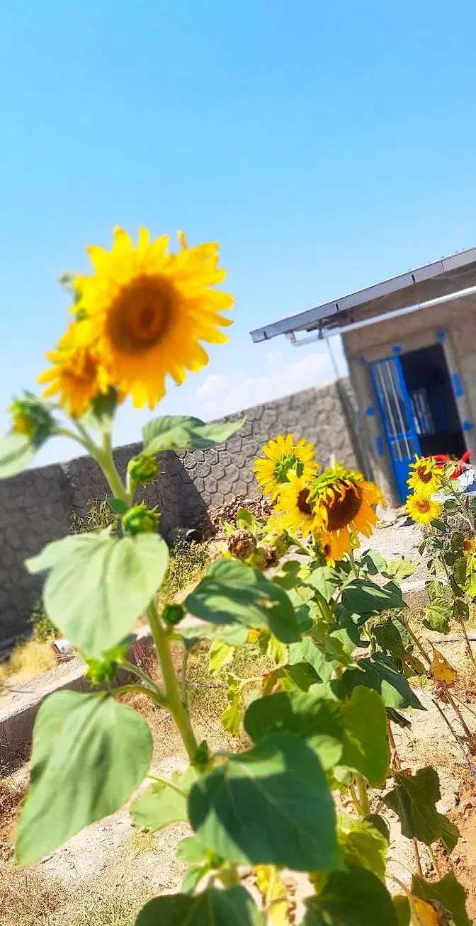 باغ ویلا نرسیده به صوفیان|فروش خانه و ویلا|صوفیان, |دیوار