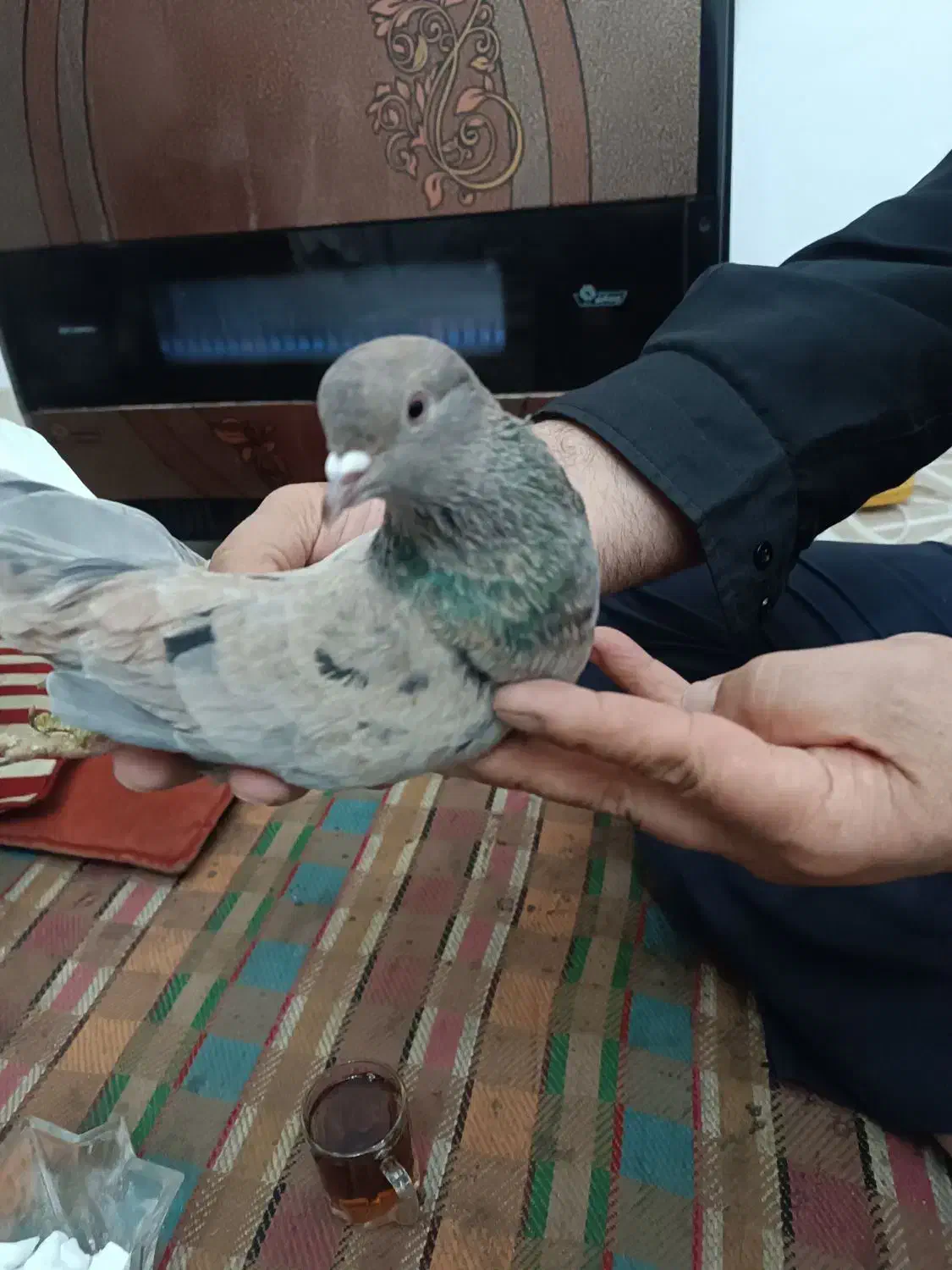 سرور دمسفید|پرنده|شاهرود, |دیوار