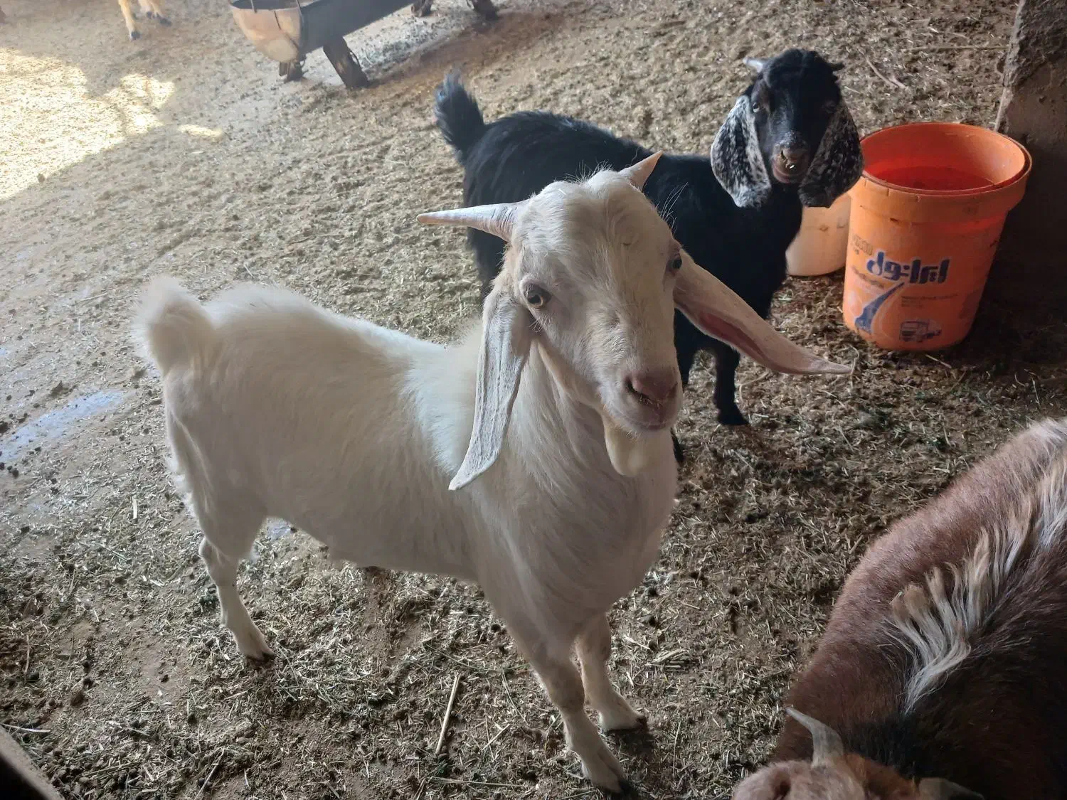 بزسانن|حیوانات مزرعه|خوسف, |دیوار