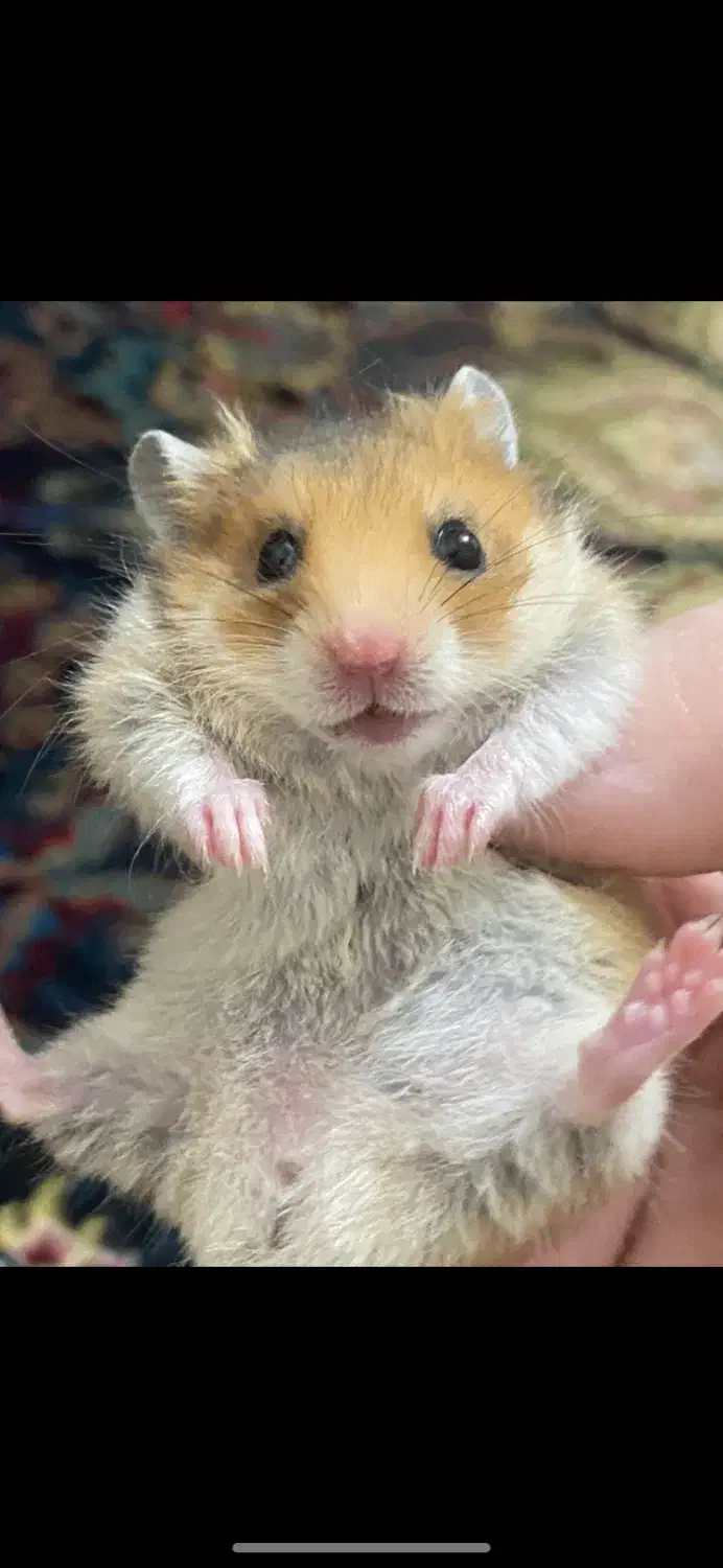 همستر بازیگوش خوشگل|موش و خرگوش|تهران, سلسبیل شمالی|دیوار