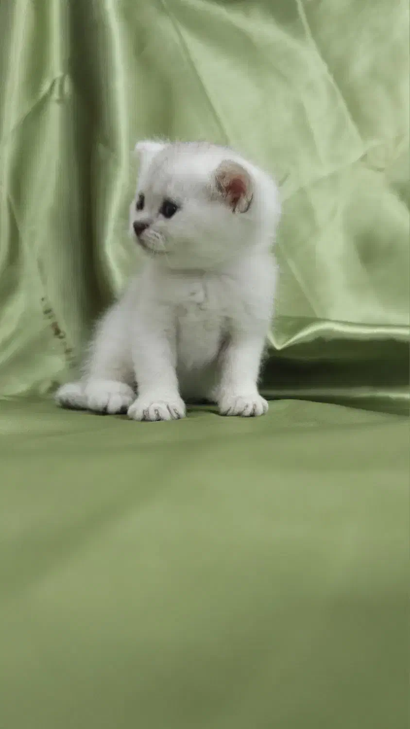 توله گربه های بریتیش|گربه|دزفول, |دیوار