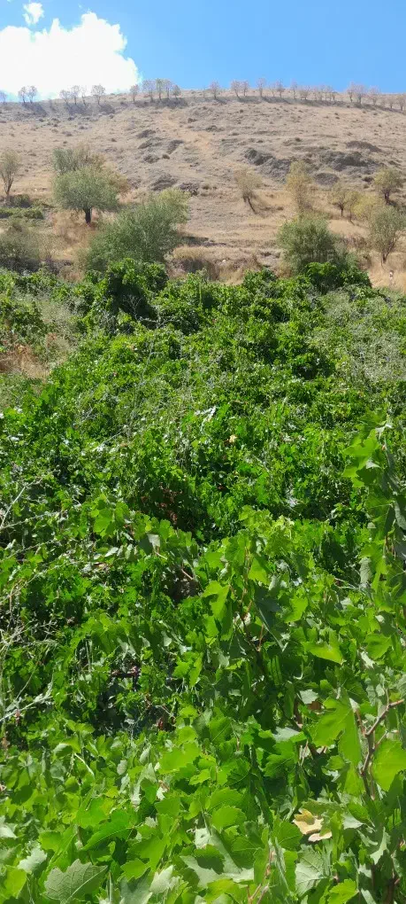 ۱۲۰۰ متر باغ منطقه دینور|فروش زمین و ملک کلنگی|بیلوار, |دیوار