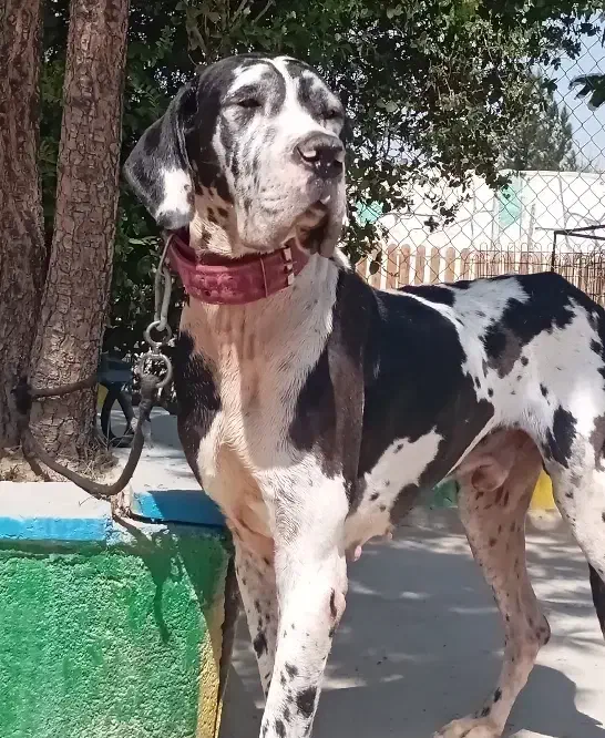 گریت دین نر ۱/۵ساله درشت|سگ|تهران, چیتگر جنوبی|دیوار