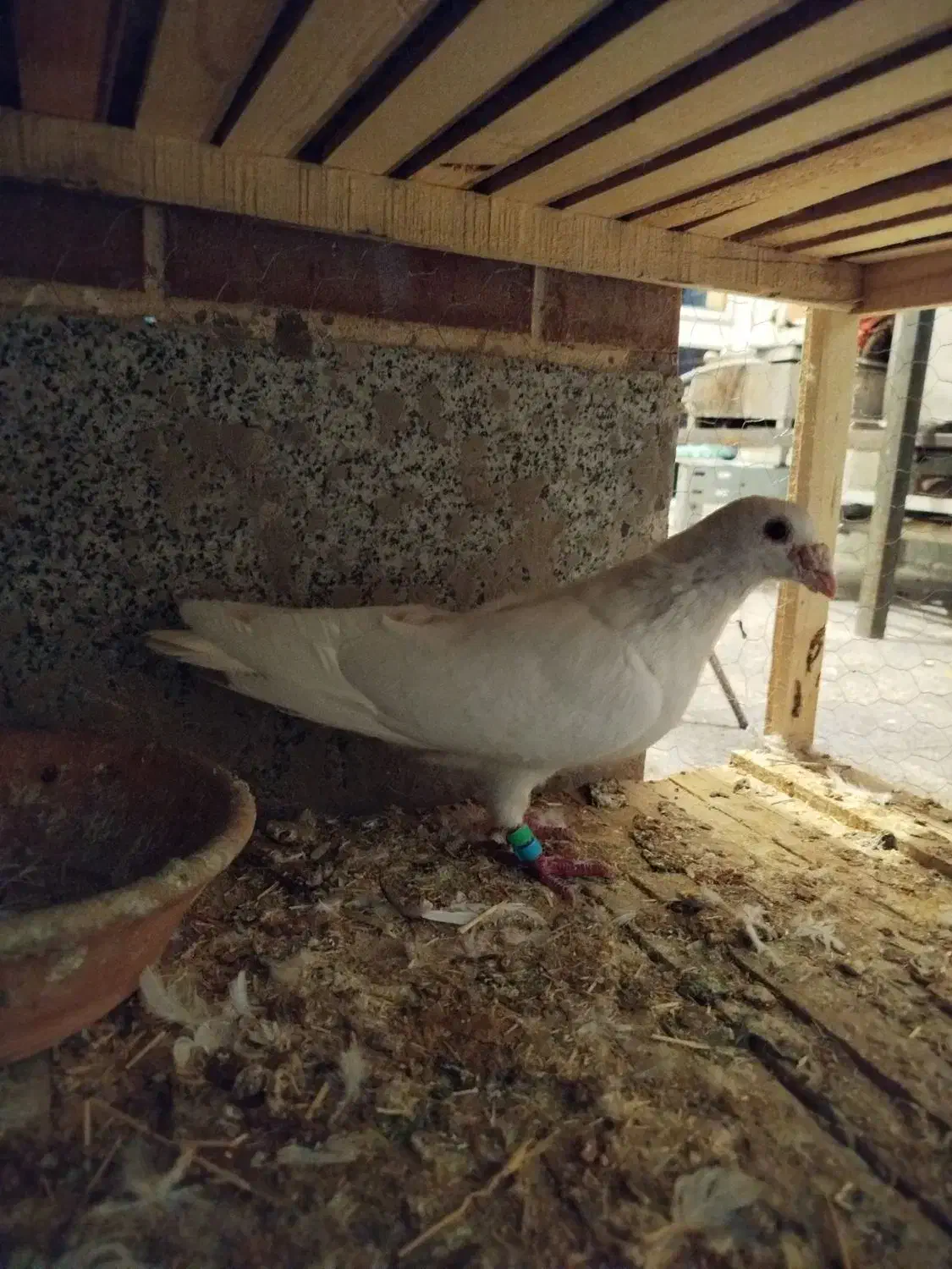 سفید دورگ|پرنده|فولادشهر, مسکن مهر فولادشهر|دیوار