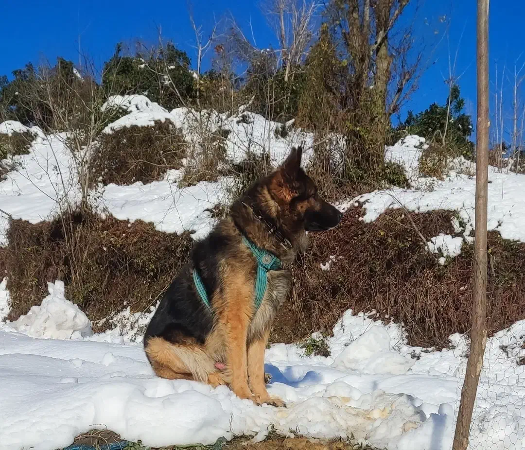 سگ ژرمن|سگ|لاهیجان, لیل|دیوار