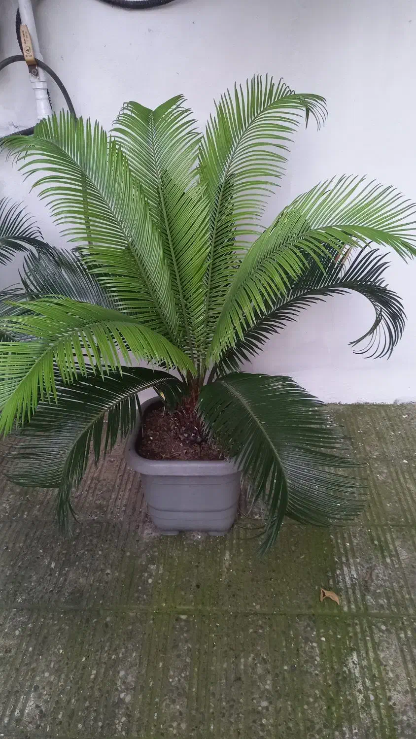 فروش گل سیکاس در رودسر گیلان|گل و گیاه طبیعی|رودسر, |دیوار