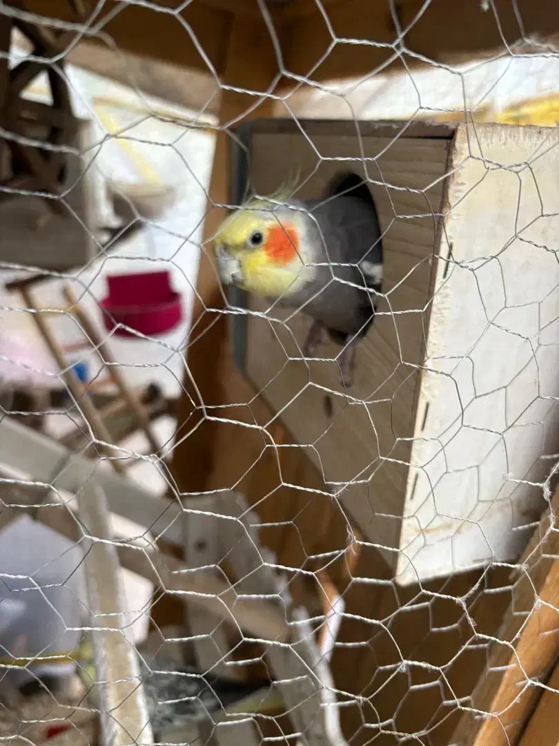 فروش عروس هلندی|پرنده|تهران, تاکسیرانی|دیوار