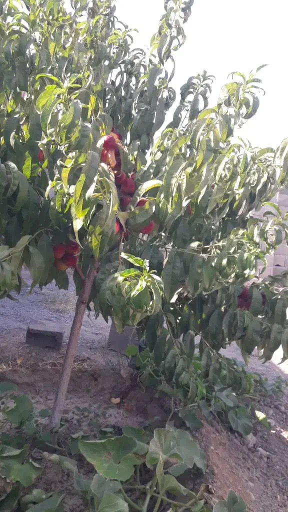 باغ|فروش زمین و ملک کلنگی|شبستر, |دیوار