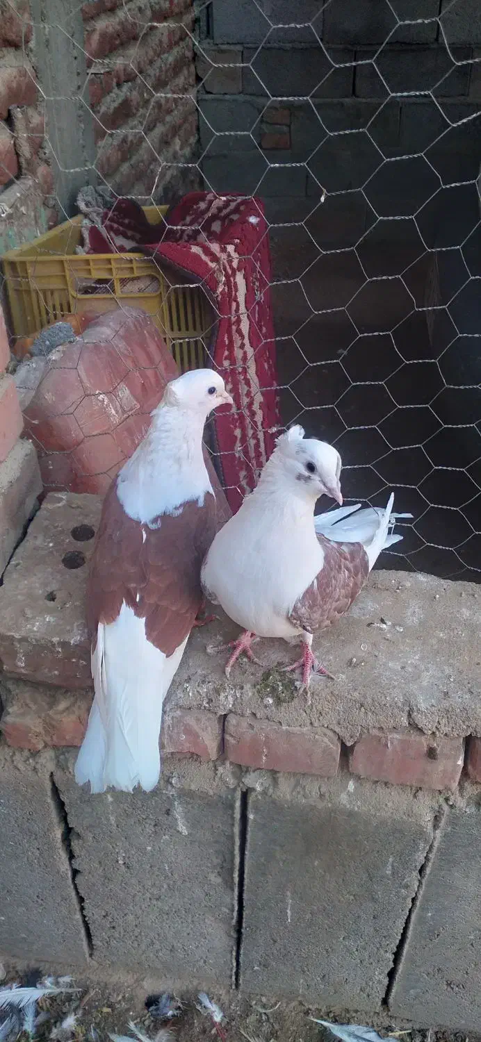 پشتی جفت|پرنده|فیروزآباد (آذربایجان), |دیوار