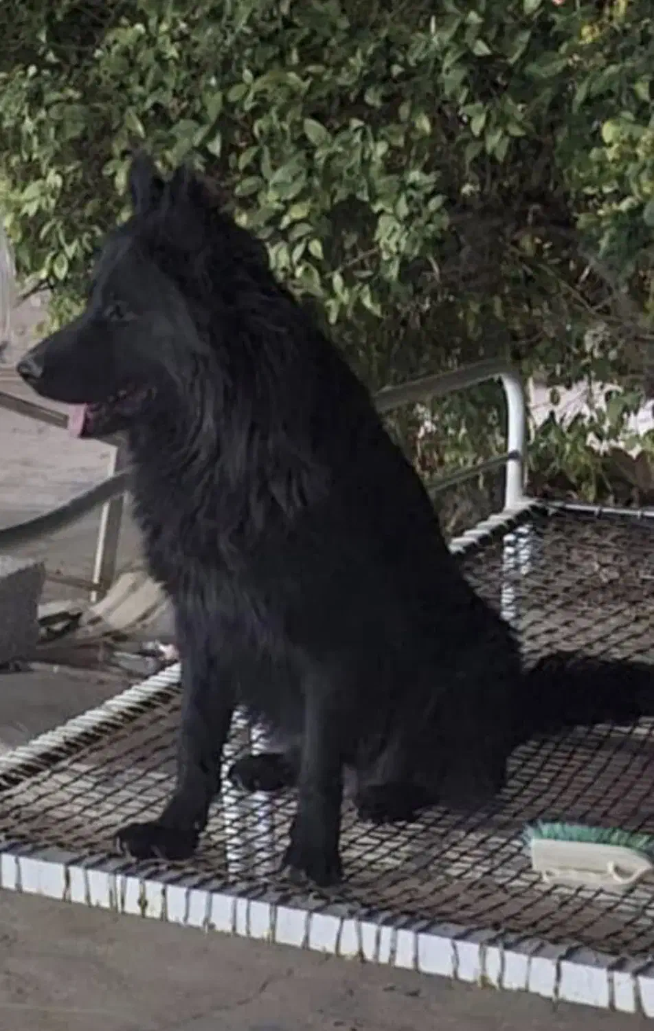 سگ بلک مو بلند|سگ|اهواز, کوروش|دیوار