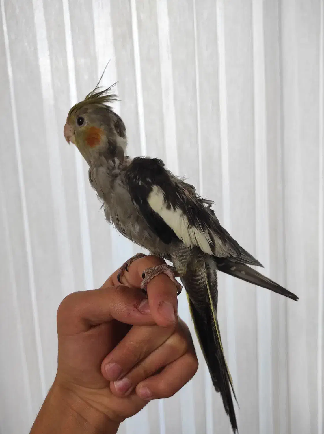 جوجه عروس هلندی سینامون|پرنده|قزوین, |دیوار