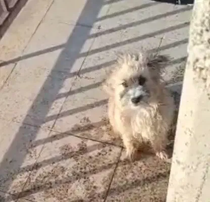 واگذاری رایگان|سگ|پردیس, فاز ۲|دیوار