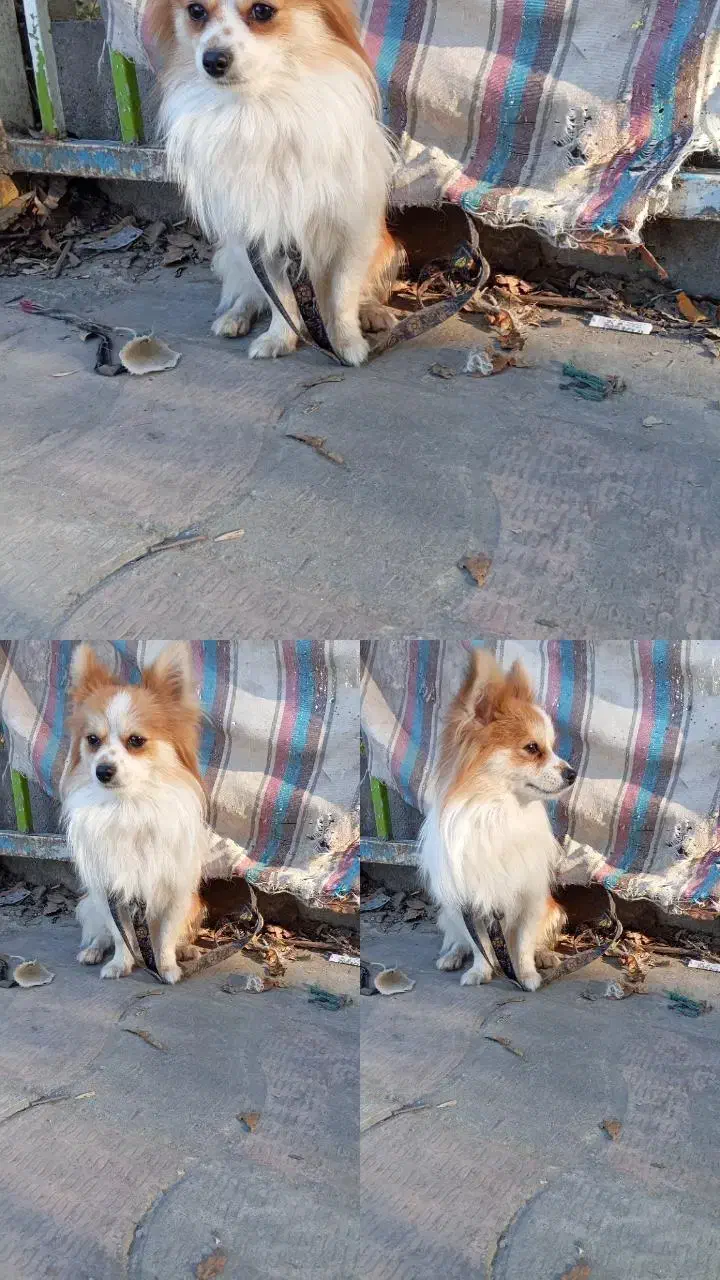 پاکوتاه نر خوشگل خانگی  80000000ملیون|سگ|آزادشهر, |دیوار