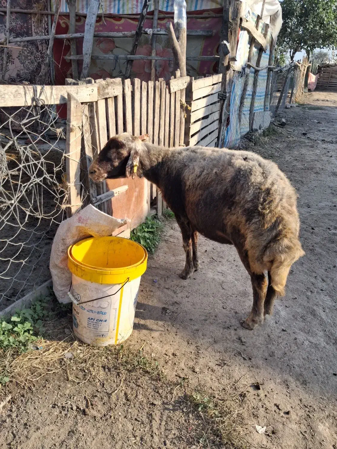 ۳ راس گوسفند آبس سنگین|حیوانات مزرعه|سیجوال, |دیوار