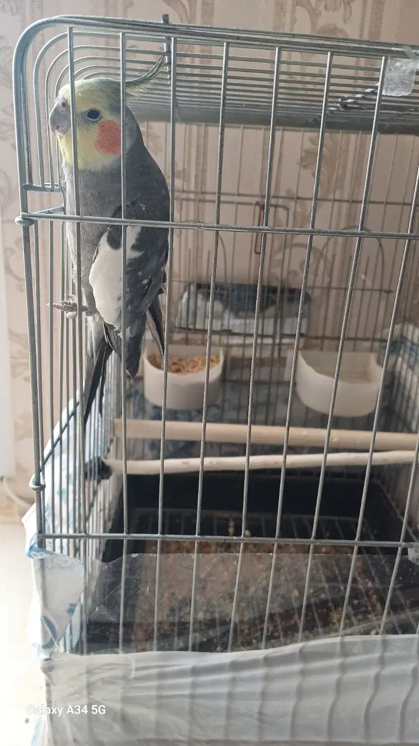 عروس هلندی نر سخنگو|پرنده|قدس, شهر‌قدس|دیوار