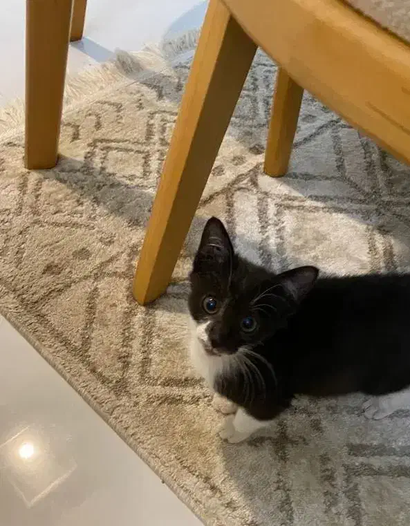 واگذاری بچه گربه سه ماهه ماده|گربه|لاهیجان, قیام|دیوار