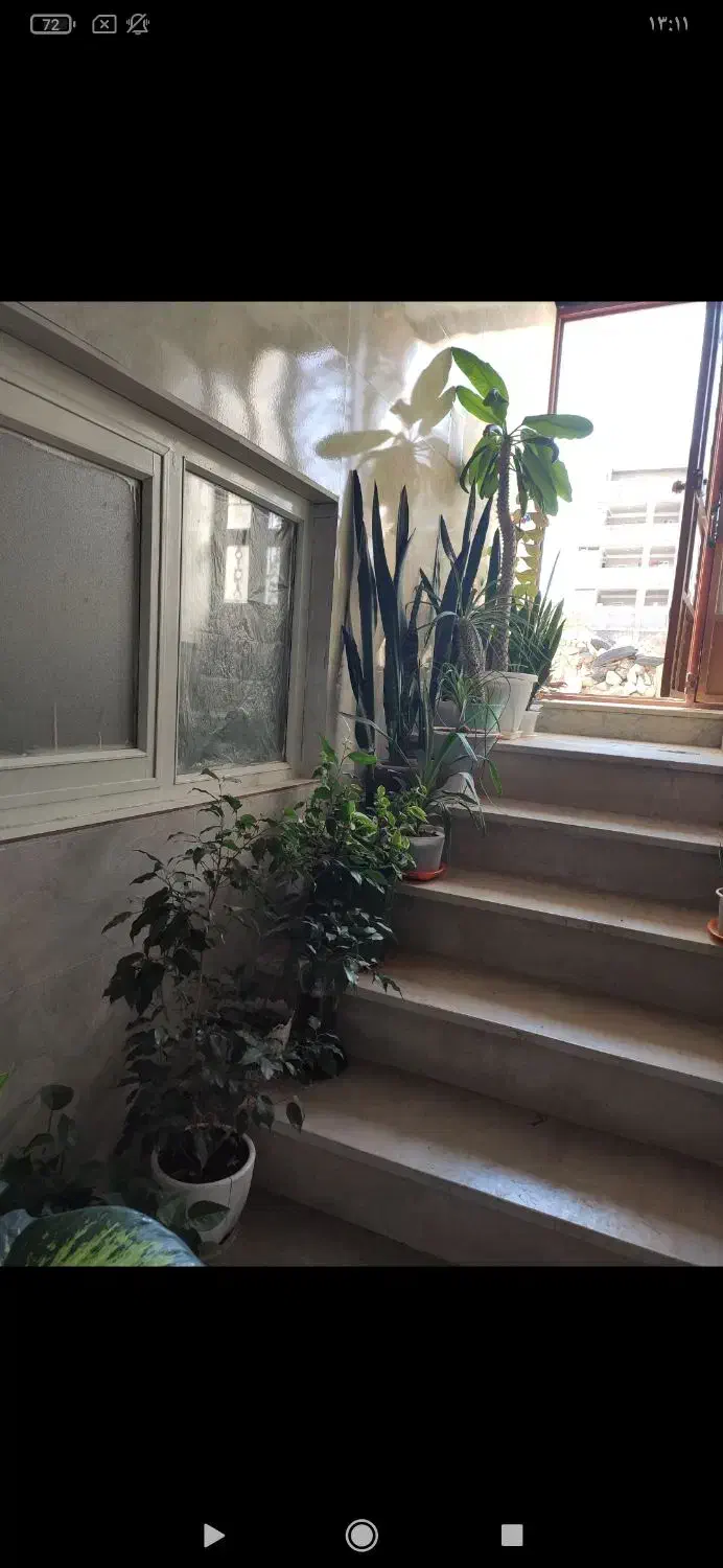 فروش گل های طبیعی زینتی در بدره|گل و گیاه طبیعی|بدره, |دیوار