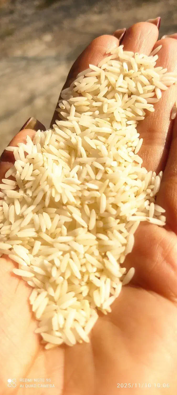 برنج هاشمی درجه یک|خوردنی و آشامیدنی|سنگر, |دیوار