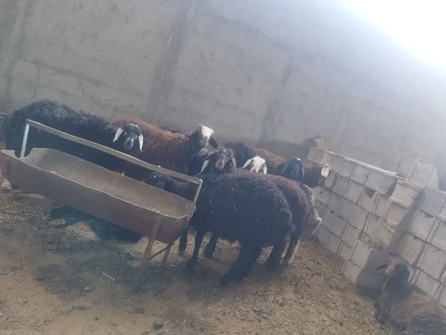 بره میش بز|حیوانات مزرعه|نجف‌آباد, حومه نجف آباد|دیوار