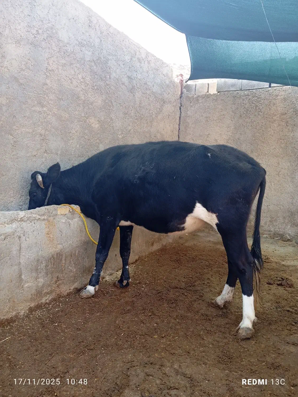 گاو 7 ماه آبستن|حیوانات مزرعه|دره شهر, |دیوار