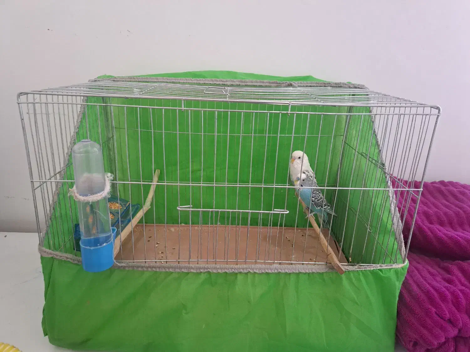 دو عدد مرغ عشق زیبا|پرنده|ماهدشت, |دیوار