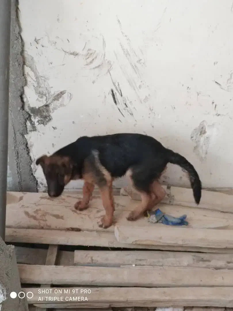 واگذاری|سگ|شیراز, نیستان|دیوار