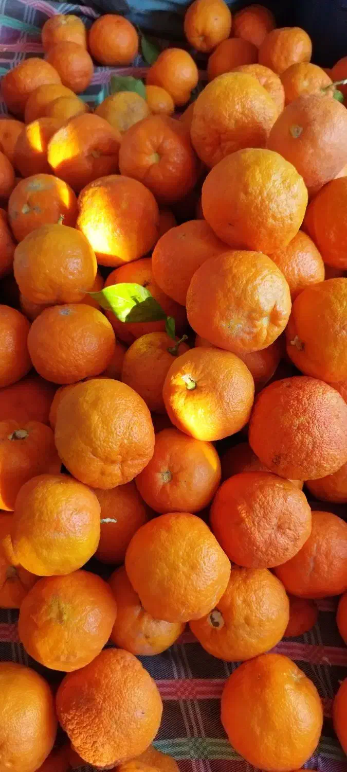 آب نارنج|خوردنی و آشامیدنی|باقرشهر, |دیوار