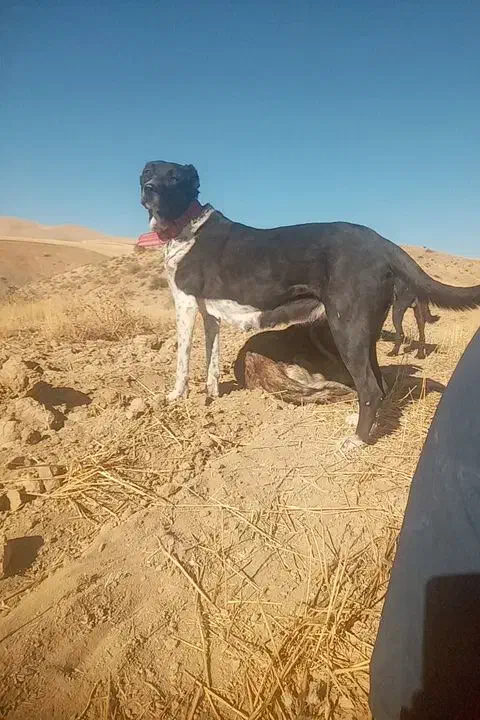 سگ نژاد دار|سگ|گهواره, |دیوار