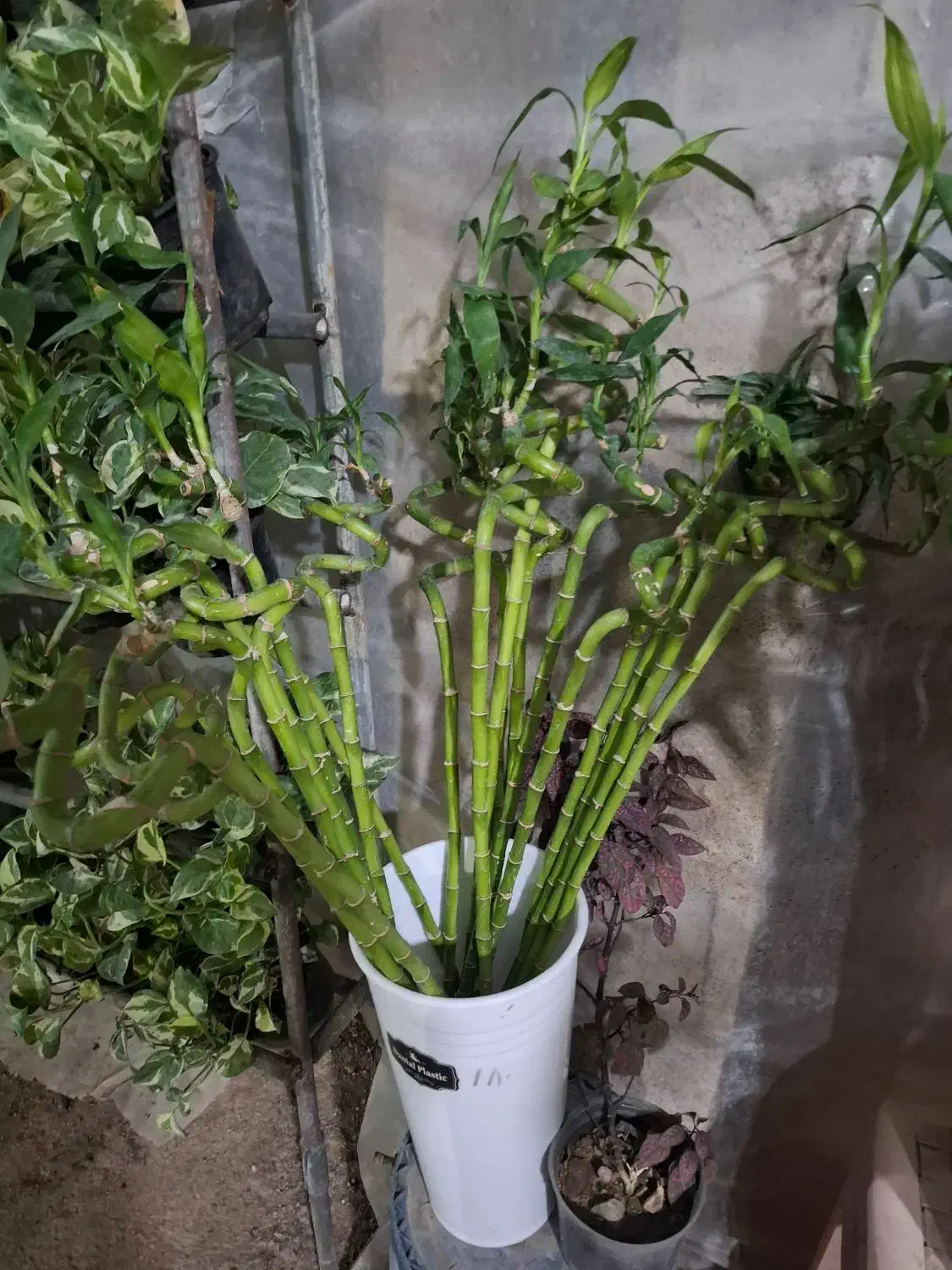 گل آپارتمانی  گیاه بامبو  آبی|گل و گیاه طبیعی|شیراز, نصرآباد|دیوار