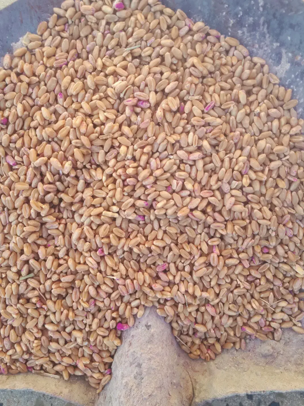 گندم|عمده‌فروشی|شباب, |دیوار