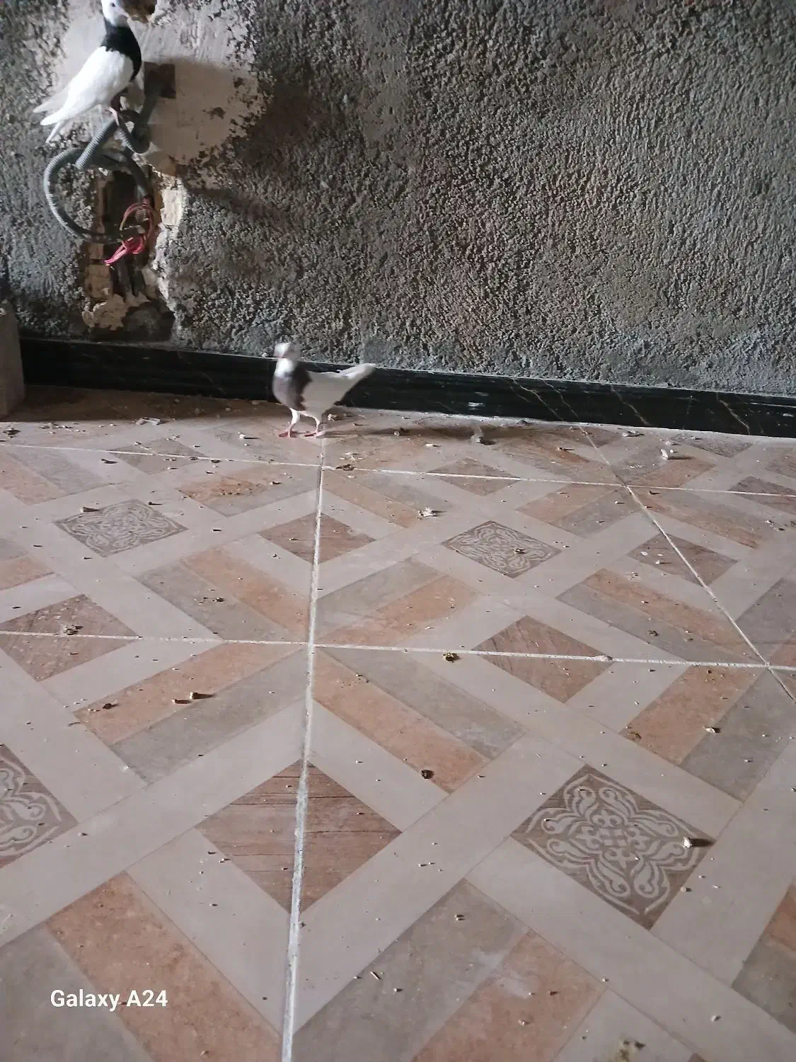 جفت طوقی جوجه|پرنده|رامشیر, |دیوار