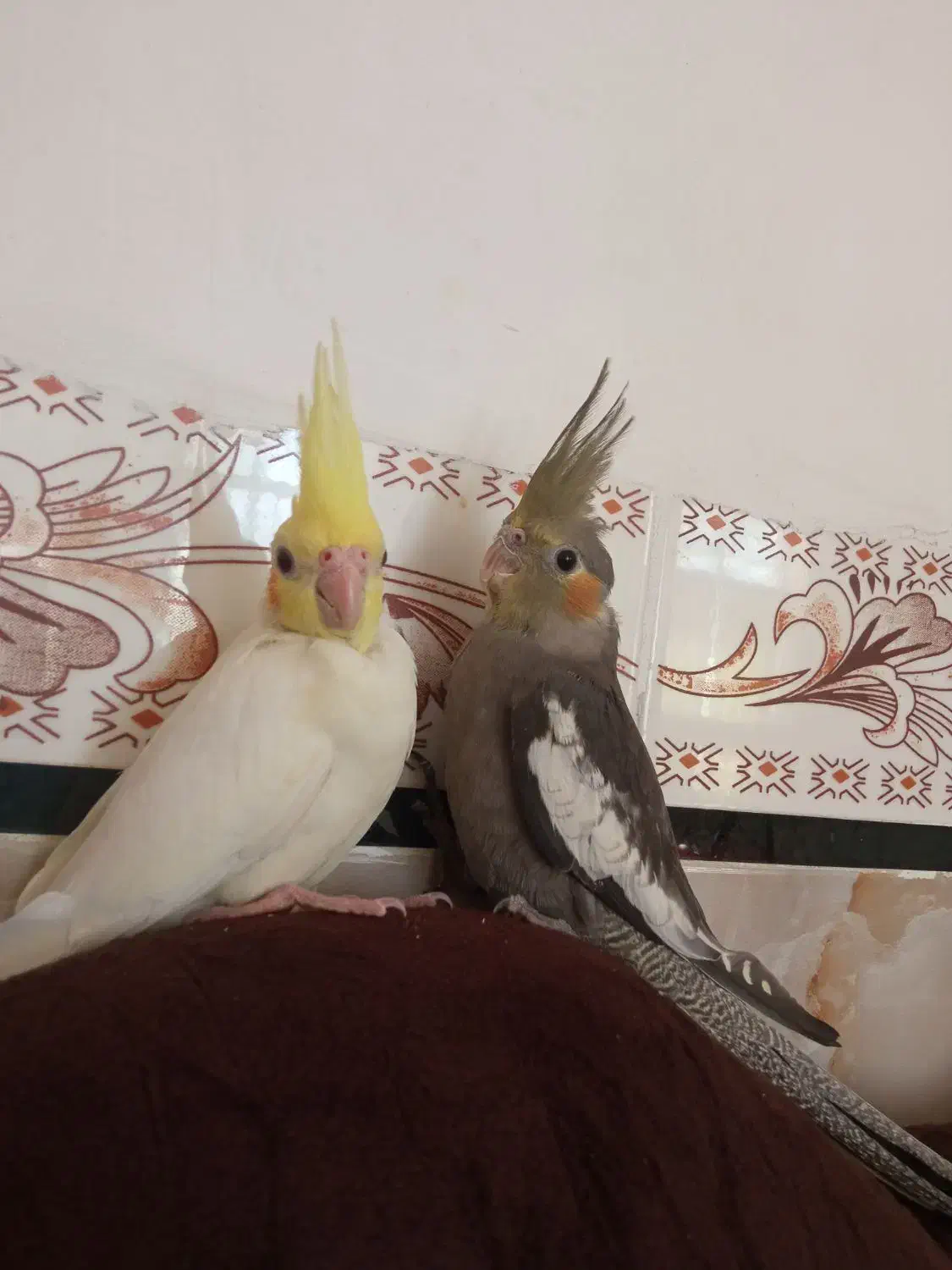 جفت جوجه دستی نر و ماده دونخور|پرنده|دهلران, |دیوار