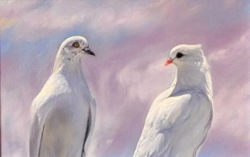 کبوتر|حیوانات|ملایر, |دیوار