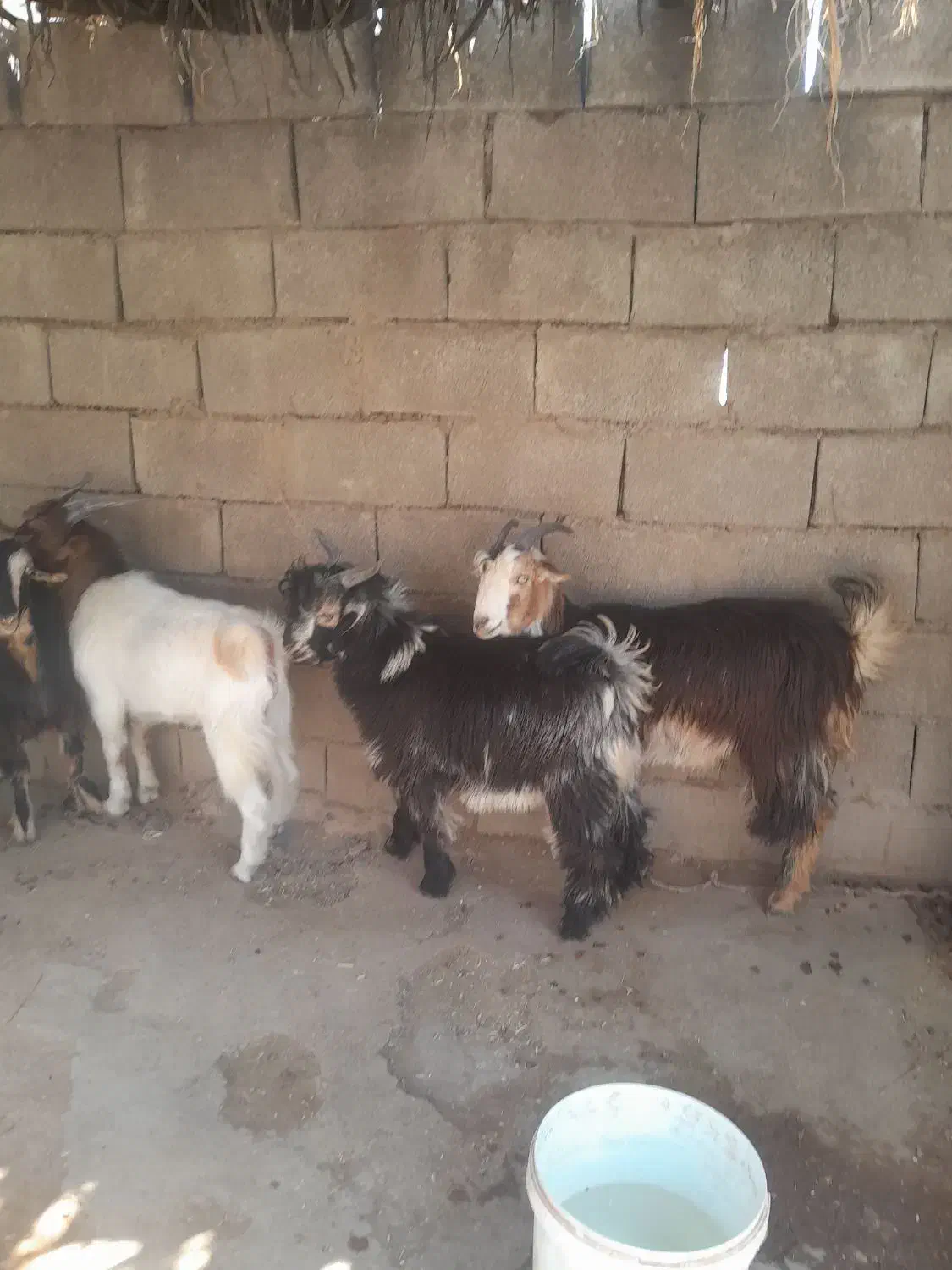 ۵عدد بیگ چاق برا کشت|حیوانات مزرعه|لالی, |دیوار