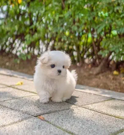 واگزاری توله سگ های مینیاتوری|سگ|تبریز, |دیوار